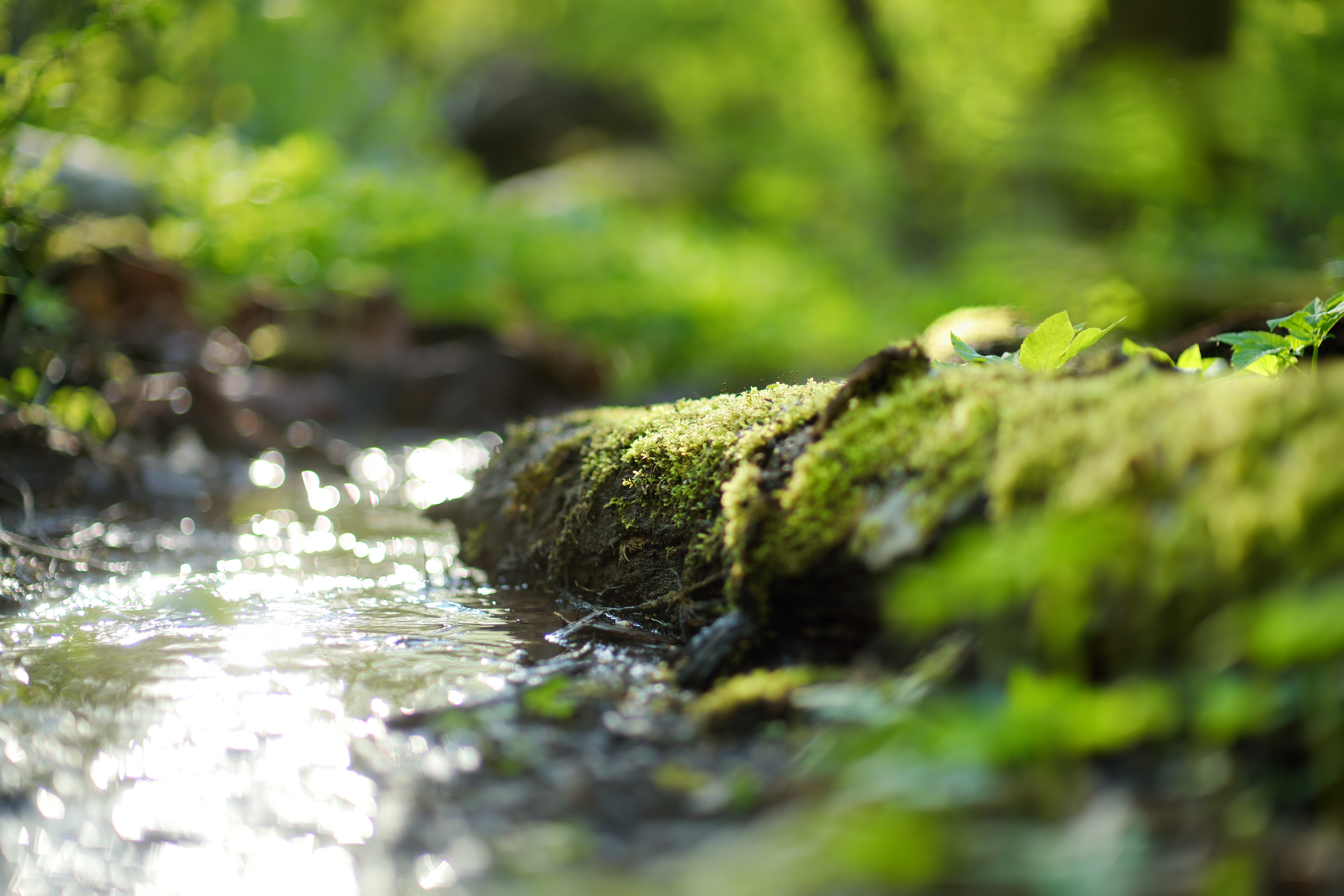 A close-up image of a creek.
