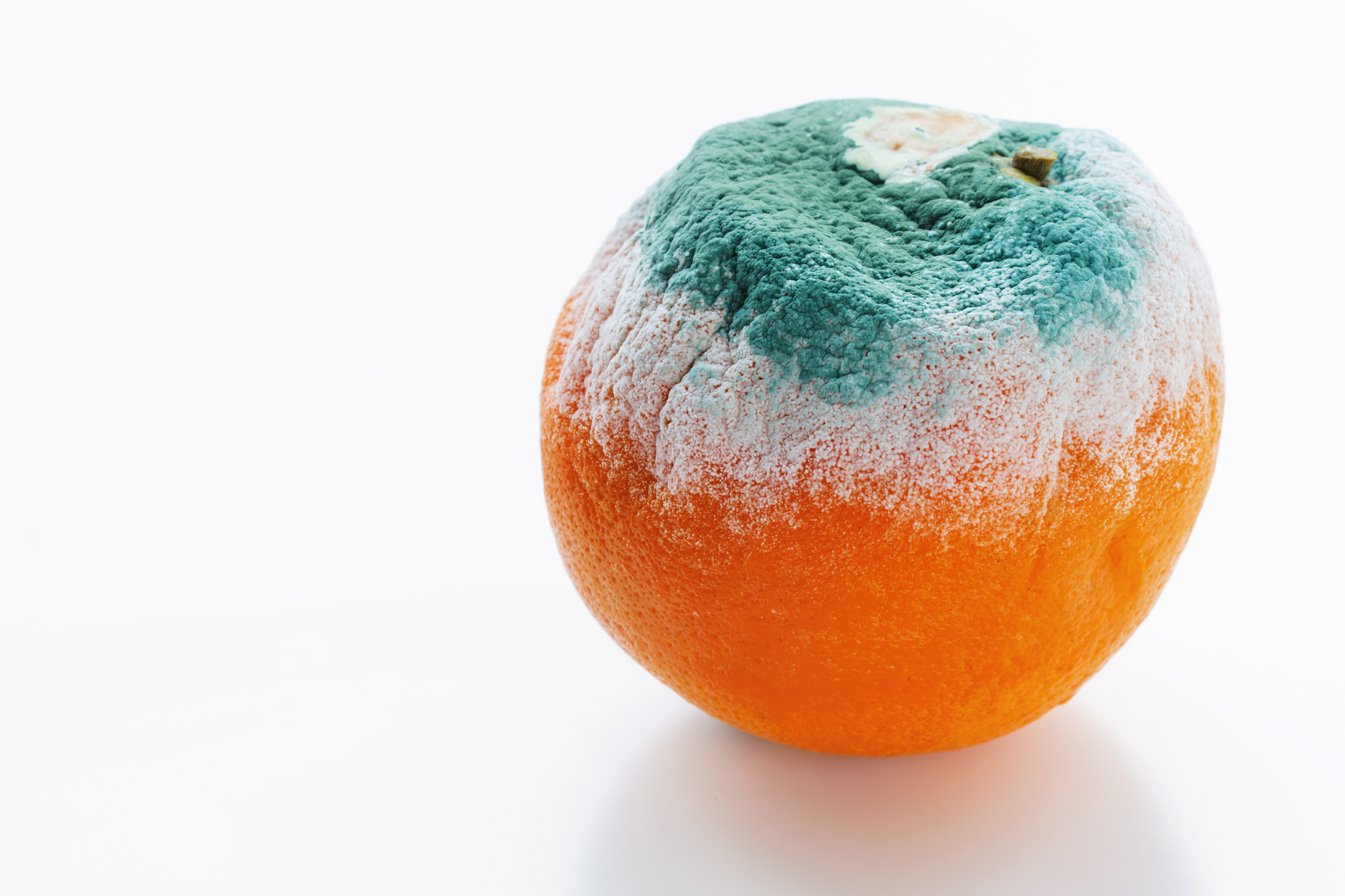 A moldy orange.