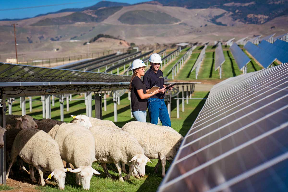 Cal Poly solar farm with sheep grazing between the rows of solar panels